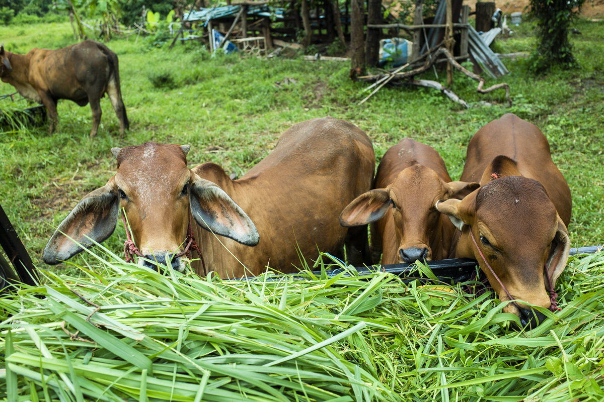 Cow Protection India