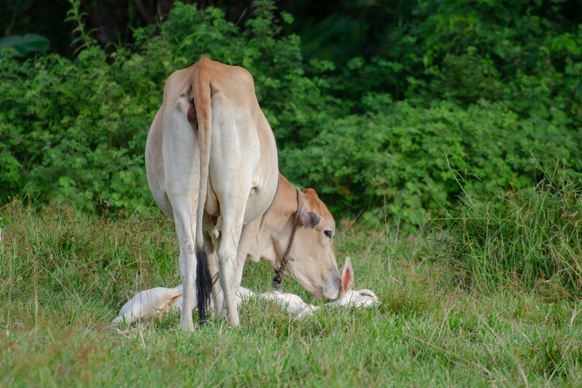 COW PROTECTION: