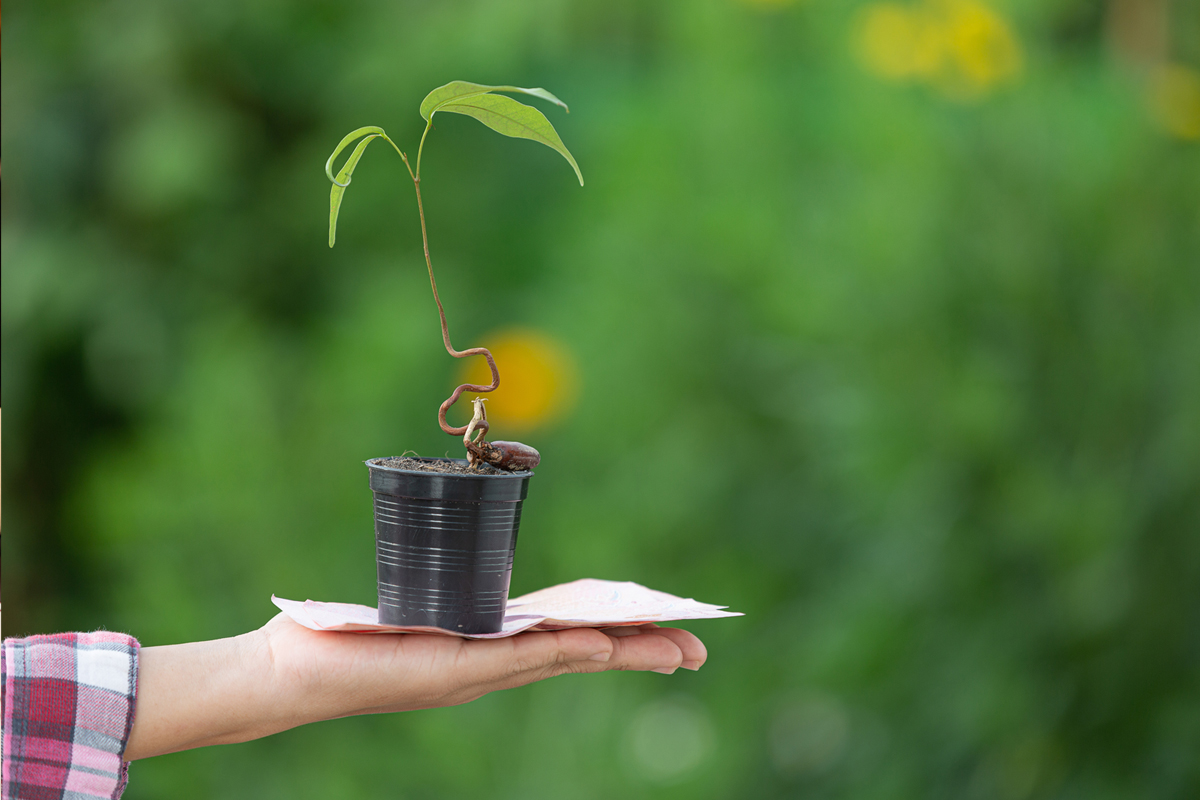 Plant a Tree, Save the Future