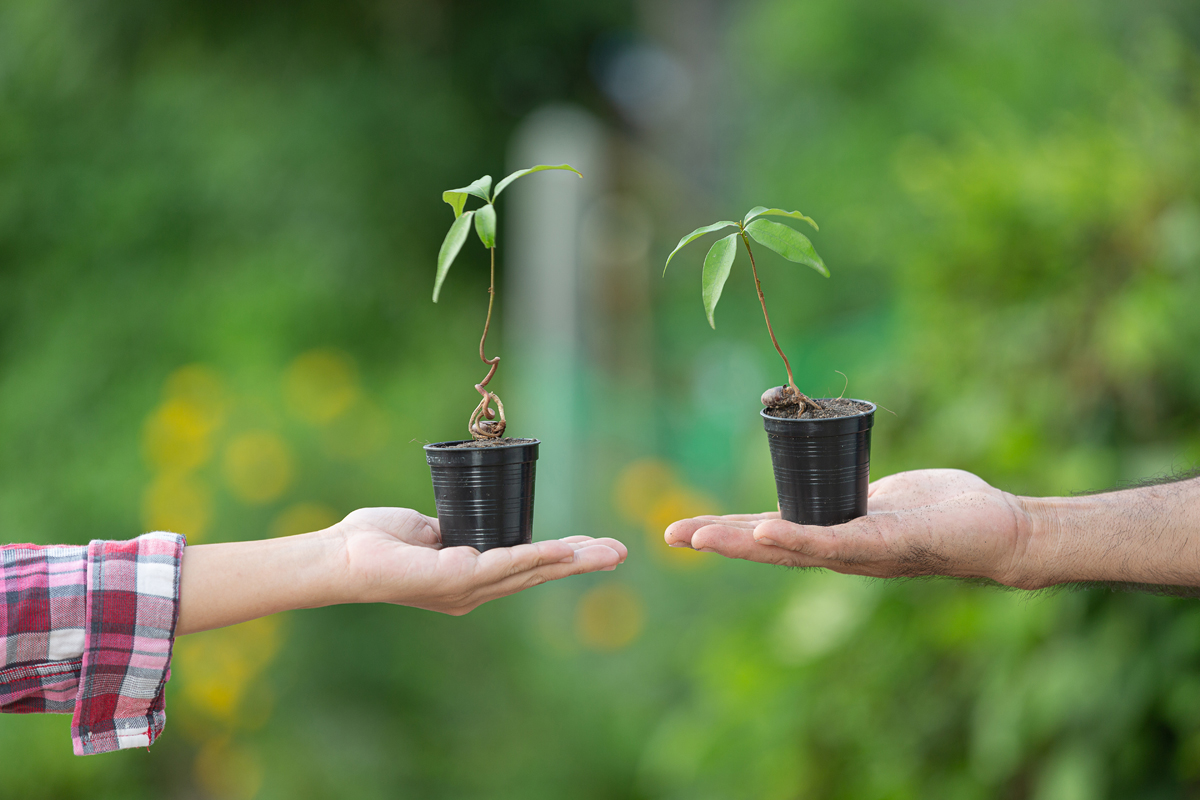 PLANT A TREE SAVE THE FUTURE